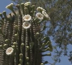 Saguaro cactus 25++ Seeds (Carnegiea Gigantea) - USA Seller. - £8.34 GBP