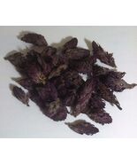 4 oz. Indian Warrior Flowers (Pedicularis Densiflora) Wildharvested USA - €115,01 EUR