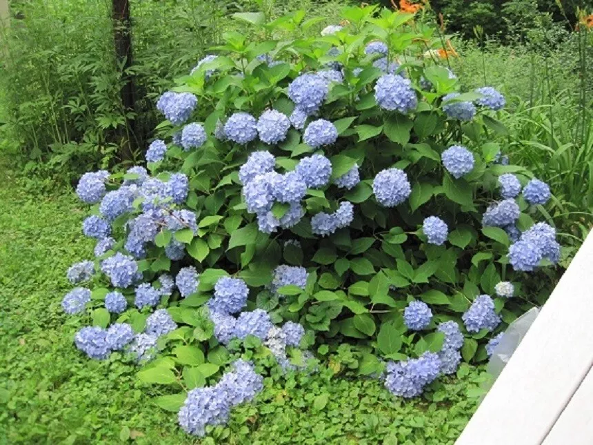 HYDRANGEA-MISCELLANEOUS VARIETIES- - STARTER PLANT - USA SELLER  - $22.15