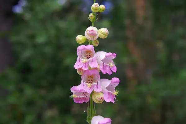 Penstemon Palmer Pink Flower Drought Tolerant 120 Fresh Seeds - $13.99