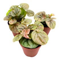 Peperomia Pink Lady, 2 inch Set of 3, Marble Variegated Rare Ripple Pep Caperata - £44.66 GBP