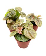 Peperomia Pink Lady, 2 inch Set of 3, Marble Variegated Rare Ripple Pep ... - £44.53 GBP