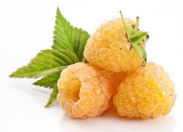 100 Yellow Raspberry Seeds Rubus idaeus Seed Organic Fruit - $4.75