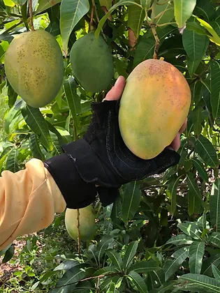 Fruit Tree: Mango Pineapple 12” Live Plant - £33.16 GBP