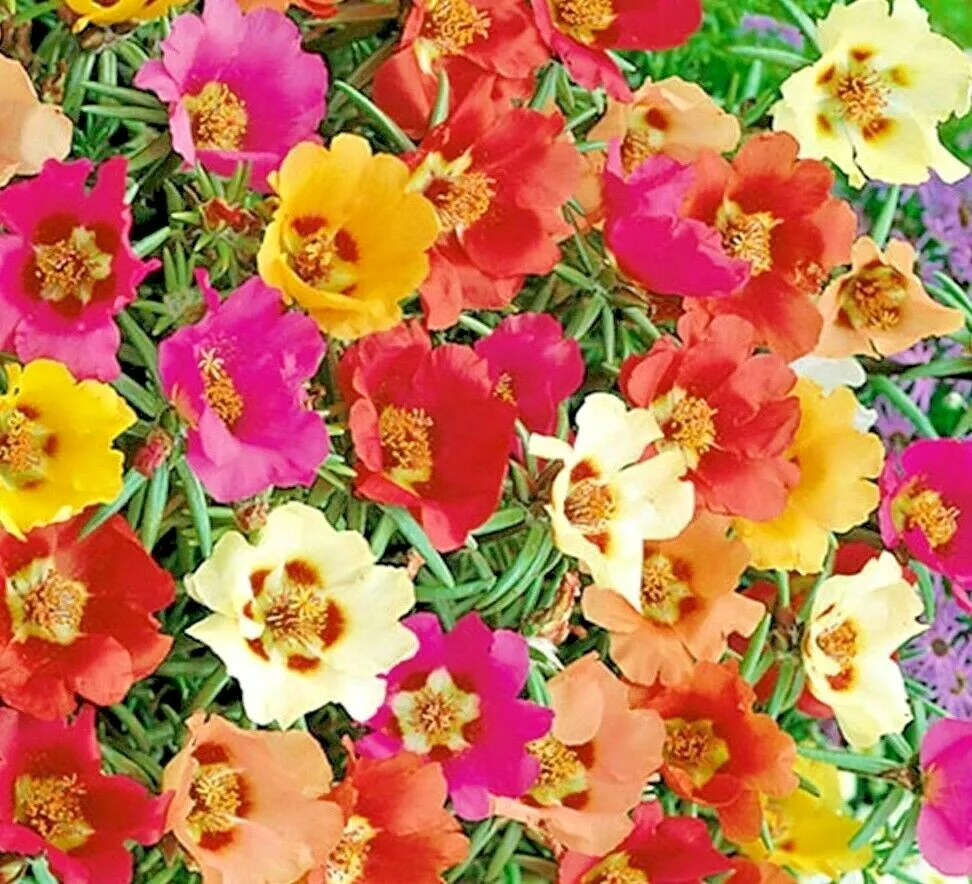 3000+ Moss Rose Grandiflora Seeds Spring Mix Flowers Groundcover Butterf... - $5.32
