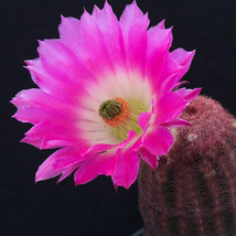 10 Pcs Echinocereus Rigidissimus V. Rubispinus Fresh See Ds Rare Cactus Fresh Se - £6.94 GBP