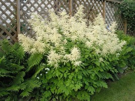 50 White Goats Beard Like Astilbe Aruncus Dioicus Flower Seeds USA Shipping - £10.97 GBP