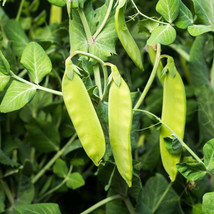 Oregon Sugar Pod Ii Snow Pea Seeds New Fresh US Shipping - $89.56 MXN