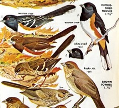Towhees Sparrows Varieties And Types 1966 Color Bird Art Print Nature AD... - £15.75 GBP
