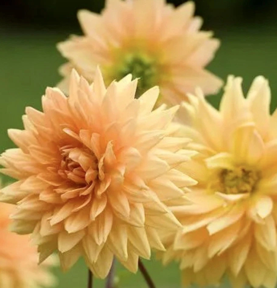 Dahlia NOORDJWICK’s GLORY 1 Live Flower Plant Bulb Tuber ORANGE Peach Go... - $669.34 MXN