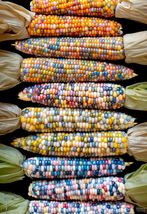 120 Pcs Rainbow Color Ornamental Corn Seeds #MNTS - £15.48 GBP