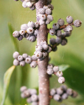 MYRICA CERIFERA, waxmyrtle native bayberry wild tree bonsai shrub seed -20 seeds - $8.99