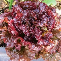 Guashi Store 800 Seeds Ruby Red Leaf Lettuce Seeds Fast Shipping - £7.08 GBP