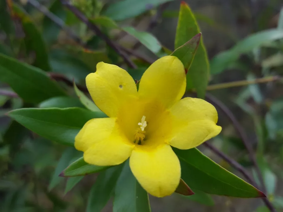 25 of  Yellow Jasmine Seeds  Jessamine Gelsemium Sempervirens Florida Na... - $2.88