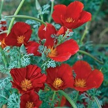 Best California Poppy Red Chief Eschscholzia Cali Pollinators 2000 Seeds - £3.57 GBP