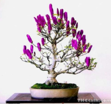 US Seller 30 Pcs Bag Mini Magnolia Bonsai Beautiful Flower Indoor Or Ourdoor Pot - $10.90