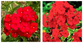 Fresh Seeds 200PCS Phlox Drummondii Seeds Dark Red Flowers Seeds - £20.84 GBP