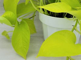 3&quot; pot Pothos Neon -epipremnum aureum, Epipremnum Pinnatum live Plant - £17.58 GBP