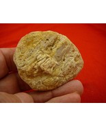 (k-3204) 30 g Rare Kauri tree Gum copal young Amber New Zealand Tane Mahuta - $39.26