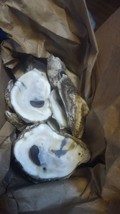 Baker&#39;s Dozen Oyster Shells 3-4 inch for Isopods - $15.88