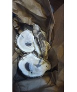 Baker&#39;s Dozen Oyster Shells 3-4 inch for Isopods - $15.88