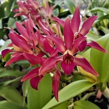 15 Seeds Orchid Suncoast Sienna Stars House Plant Fresh Seeds Easy to Grow Ship  - $15.50