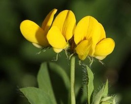 200 Birds Foot Trefoil Birdfoot Deervetch Cats Clover Ground Honeysuckle Lotus C - $10.45