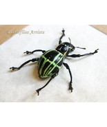 Real Green Stripes Weevil Pachyrrhynchus Phaeleratus Framed Entomology S... - $1,160.81 MXN