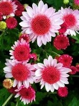 Lima Ja 50 Seeds Pink Dwarf Sunflowers Flowers R - £8.69 GBP
