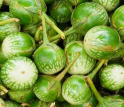 Petch Siam Eggplant Seeds 50 Green Vegetable India Cuisine Garden USA Seller - $6.10