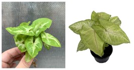 Syngonium/Nepthytis - Mango Allusion Arrowhead Plant - 4&quot; Pot - Live Plant - £35.54 GBP