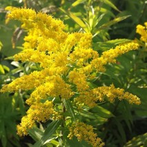 Solidago Canadensis Golden Baby Dwarf Goldenrod Seeds Fresh Seeds Fast Shipping - $15.98