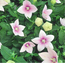 FA Store Balloon Flower Astra Mix 150 Seeds Heirloom Open Pollinated Organic - £8.40 GBP