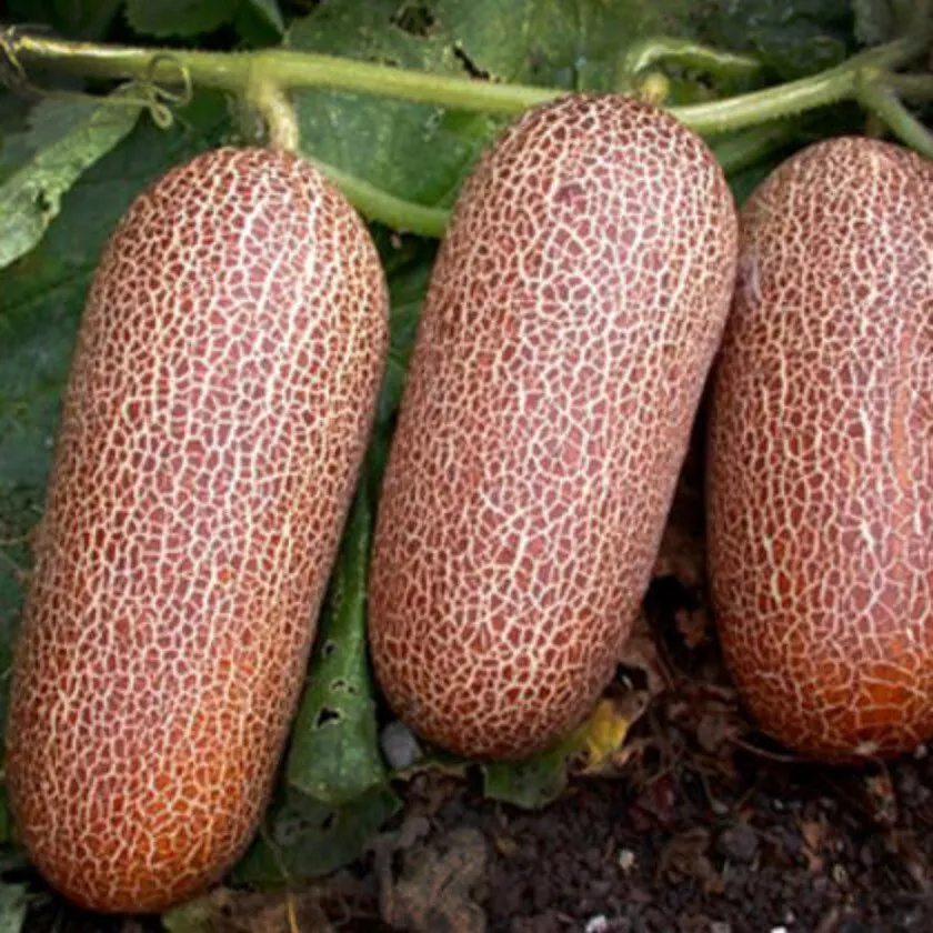 25 Seeds Sikkim Cucumber Edible Easy To Grow Fresh Usa Seller - $10.50