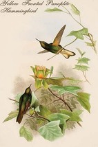 Yellow Fronted Panoplite Hummingbird by John Gould - Art Print - £17.29 GBP+