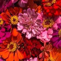 USA Seller California Giant Zinnia Seeds Zinnia Annual Flower Seeds - £15.13 GBP