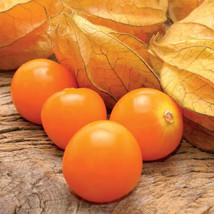 50 Seeds Aunt Molly s Ground Cherry Tomato Juicy Vegetable Tomatoe Garden  - £5.38 GBP