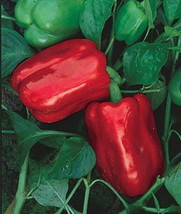 Chinese Giant Pepper 30 Seeds Fresh Garden USA Shipping - $16.97