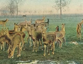 c1910 Deer Park Van Wert Ohio Vintage Postcard Animals - £13.59 GBP