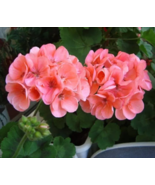 Geranium Salmon Pink Upright Type Four Cuttings To Root Pelargonium Fres... - $404.19 MXN