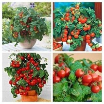Red Dwarf Tomato package - Balcon Tomato - 20+ seeds - V 130 - £5.26 GBP