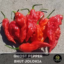 USA Seller Ghost Pepper Seeds Fast Shipping - $14.80