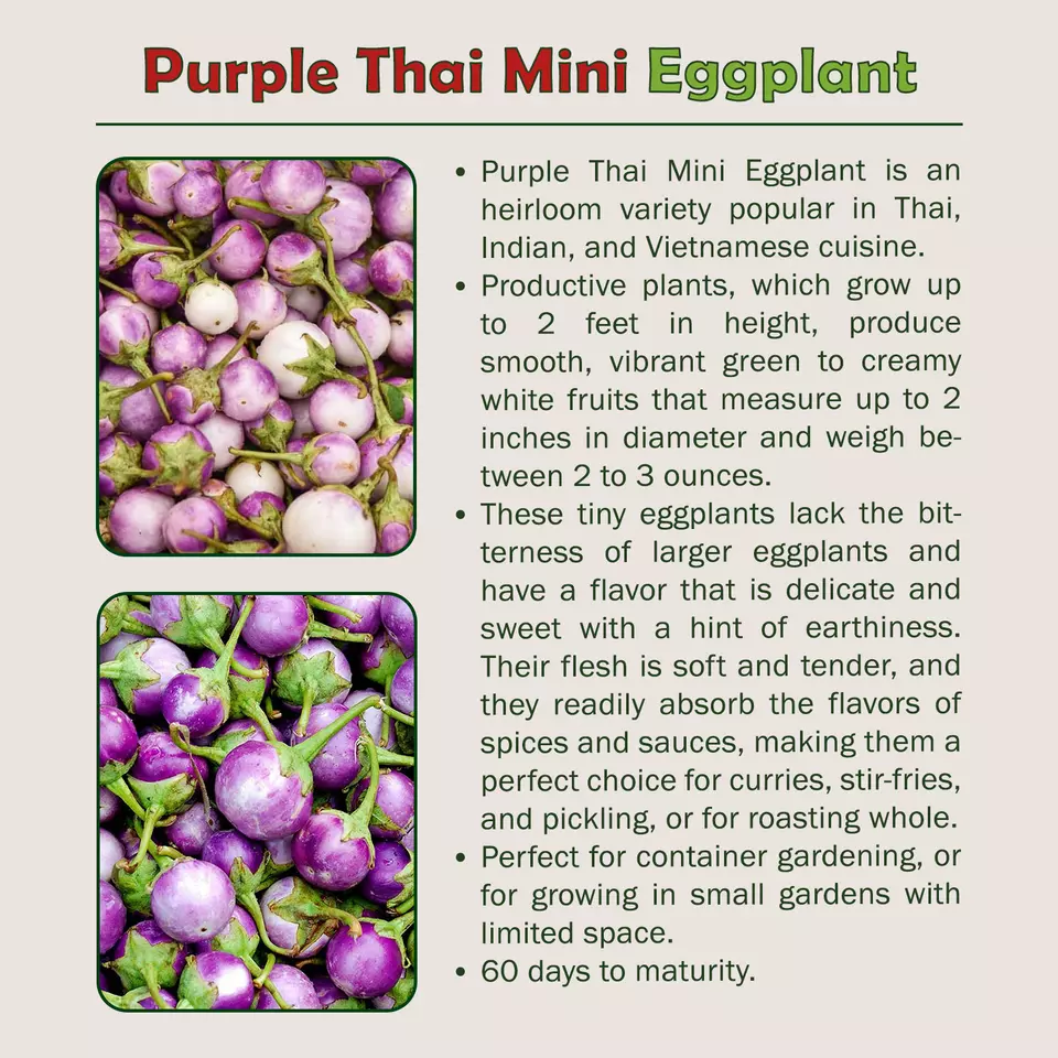 20 Purple Thai Mini Eggplant Seeds - $9.22