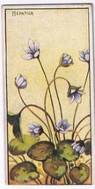 Cowan Co Toronto Card Hepatica Wild Flowers Of Canada - £7.63 GBP