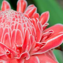 Pink Torch Ginger Live Starter Plant Bulbs Etlingera Elatior Flower Easi... - $355.77 MXN+