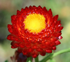 GIB 100 Red Fire Ball Strawflower Helichrysum Monstrosum Flower Seeds - $18.00