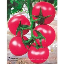 20 Seeds Summer Pink Big Truss Tomato With Storage Stability Ing Vigorous Garden - $8.49