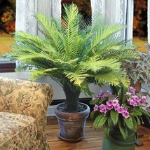 PWO 15+ Seeds Dwarf Tree Fern House Plant  Garden Flowers - £4.76 GBP