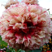  Flemish Antique Corn Poppy Flowers 100 flowers E3561 Seeds - £4.50 GBP