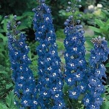 US Seller 50 Delphinium Seeds Pacific Giant Blue Bird Flower Seeds Perennial Fas - $23.00